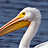 pelicanbsinker